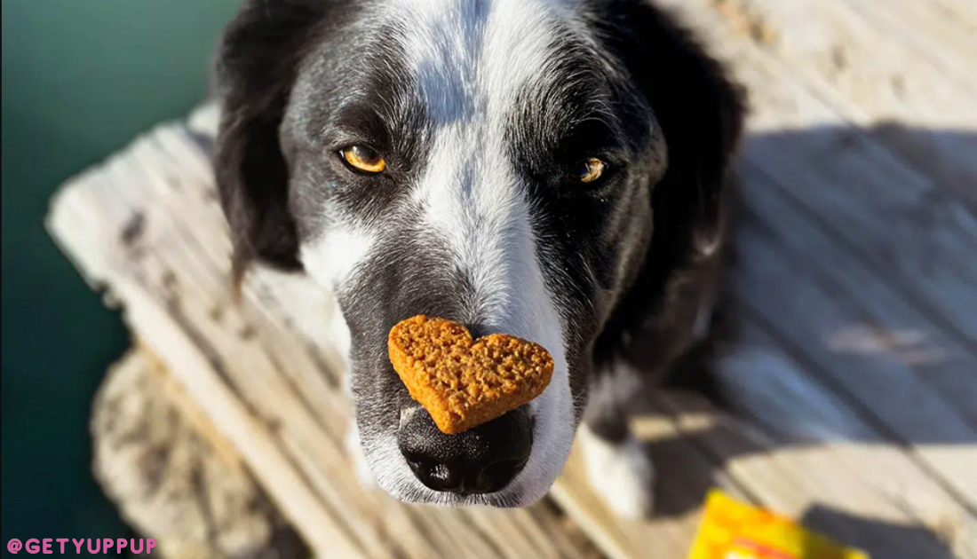 10 Best CBD Dog Treats on the Market Rocky Kanaka