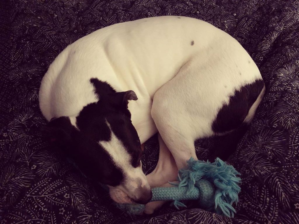 Dog Is REQUIRED to Hold a Dog Toy when he sleeps