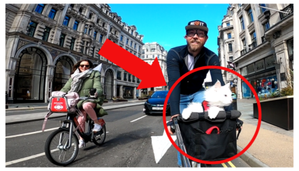Watch This Deaf Cat’s Priceless Reaction to an Epic London Bike Tour!
