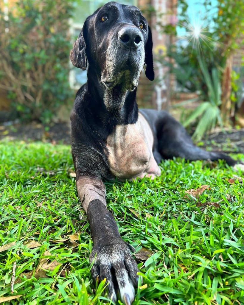 Salem - Senior Dog With Huge Tumor recovered