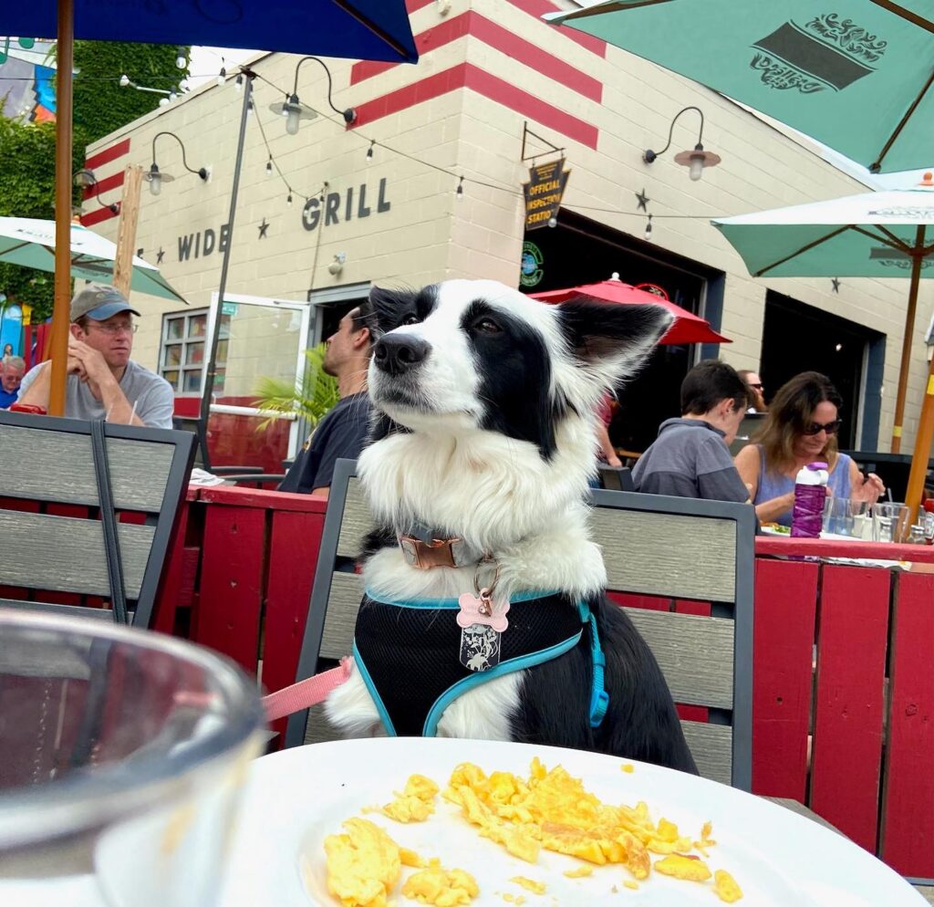Dog-Friendly Restaurants in Pittsburgh