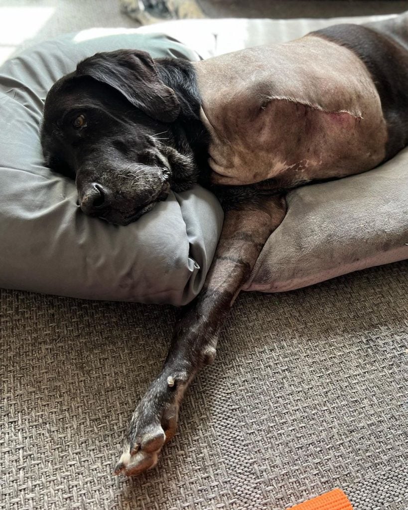 Salem - Senior Dog With Huge Tumor