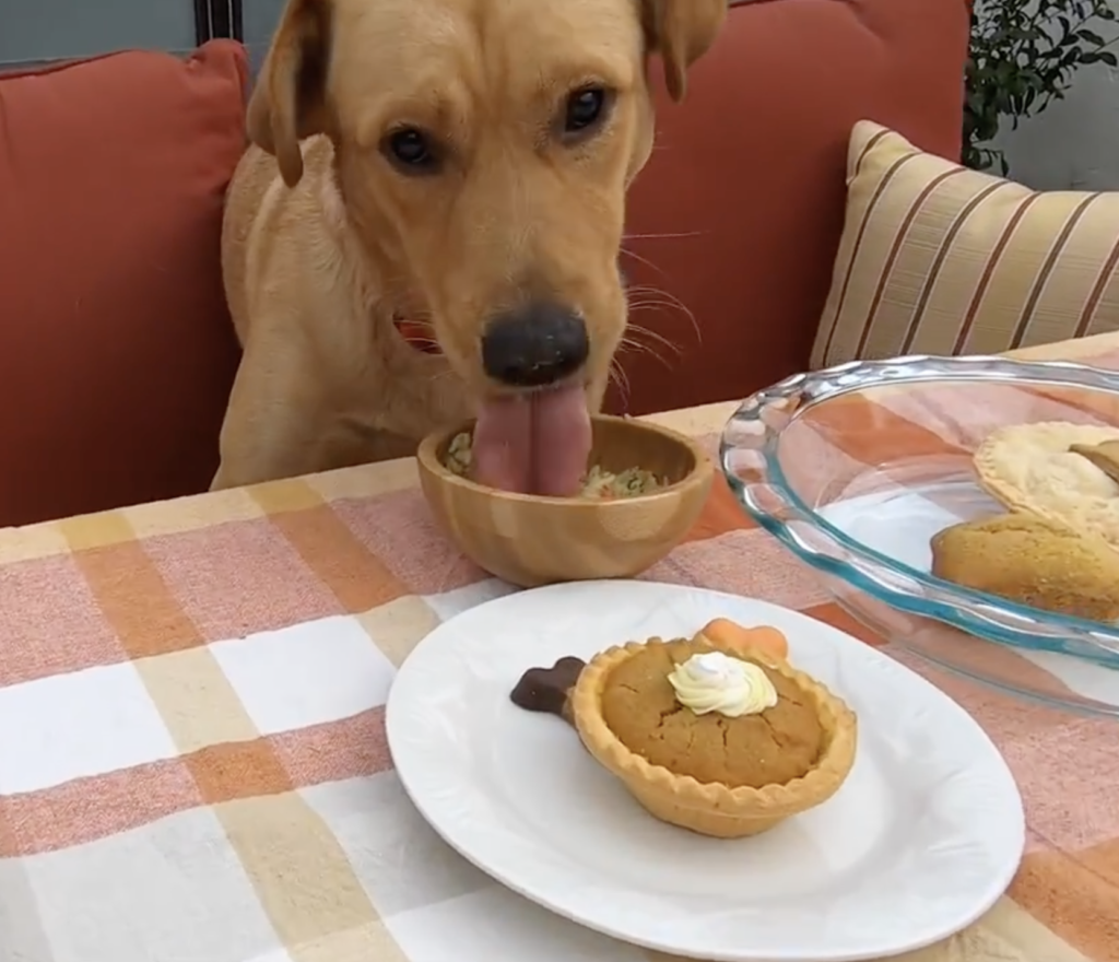 dog eating Barksgiving Meal