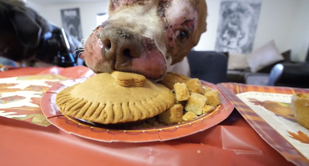 Homeless Dog Has First Thanksgiving and Invites His New Friends