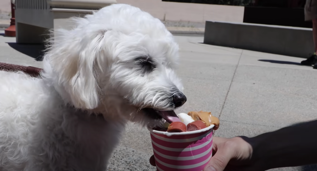 Animal Advocate's Brilliant Ice Cream Truck Idea Has Shelter Dogs Drooling