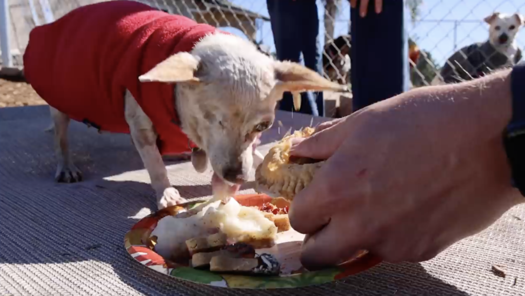 Making 100 Thanksgiving Dinners for Homeless Dogs!