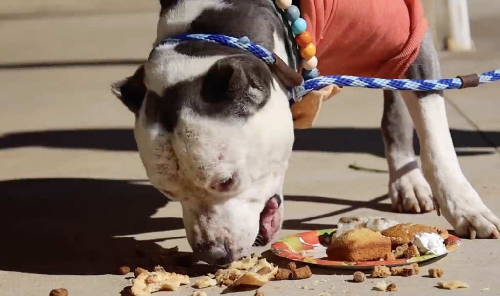  Homeless Dog eating thanksgiving meal