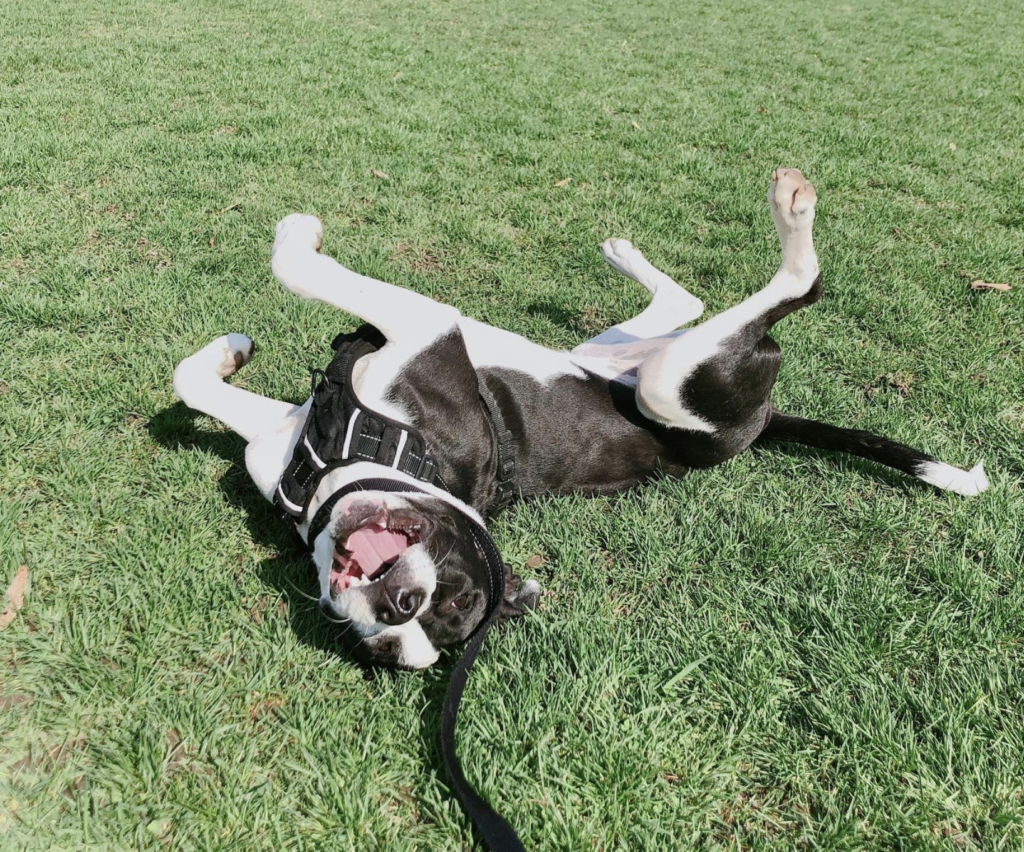 a happy pitbull