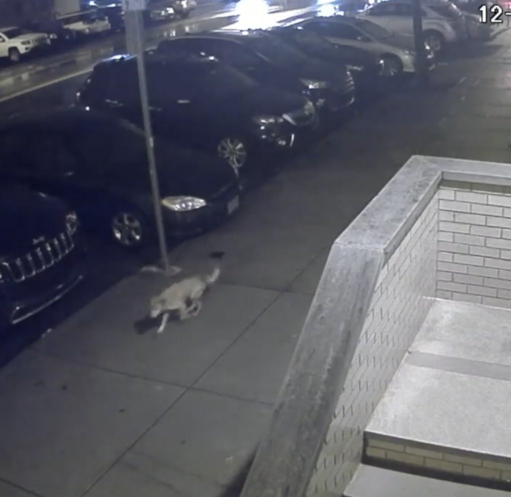 Homeless dog sneaks past door at 3 AM to stay warm