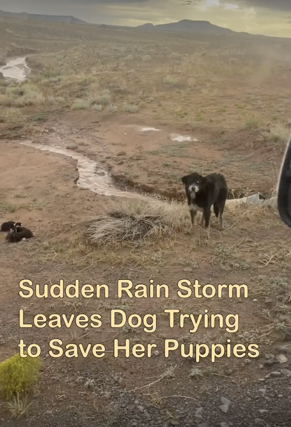 This mama dog and her 6 puppies were stranded in water