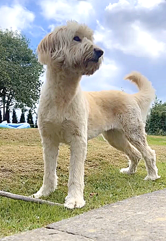 A poodle and German Shepherd mix