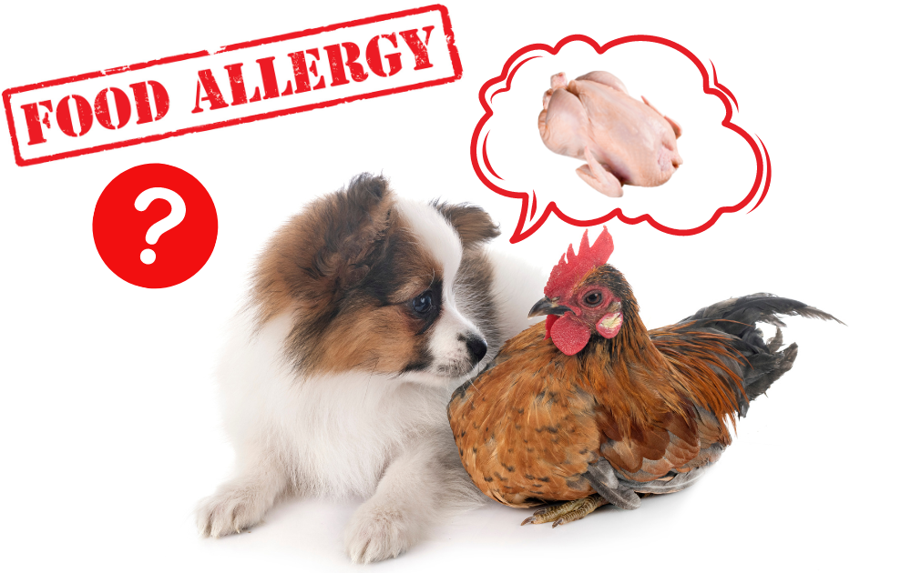 Chicken Allergy in Dogs