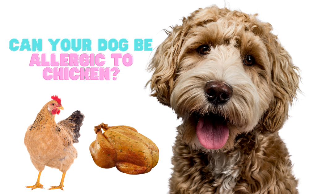 Could Your Dog Be Allergic To Chicken Rocky Kanaka