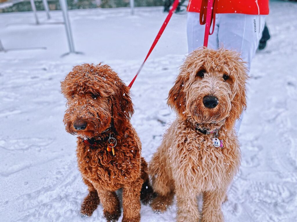Piper & Reagan, 2 poodles in snow
