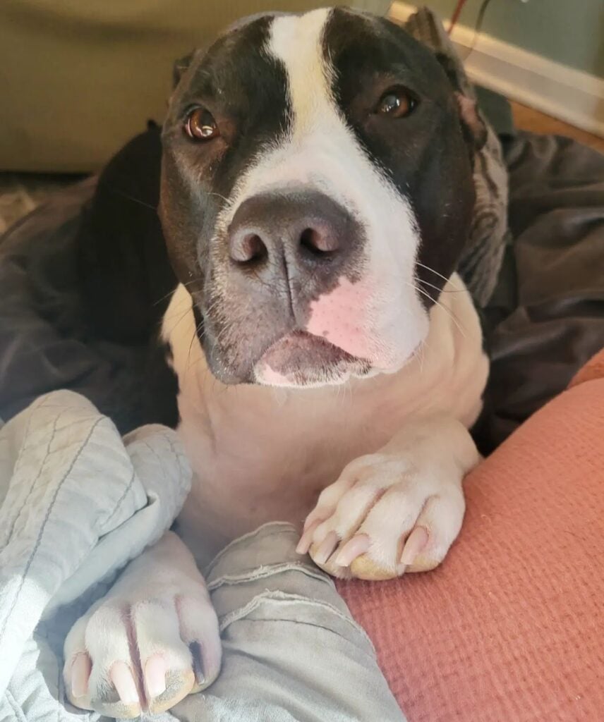 white pitbull with black spots