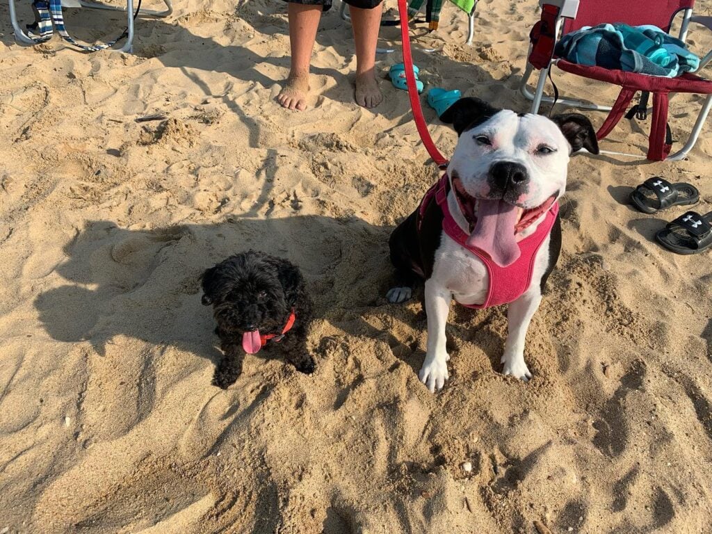 A pitbull next to a small dog