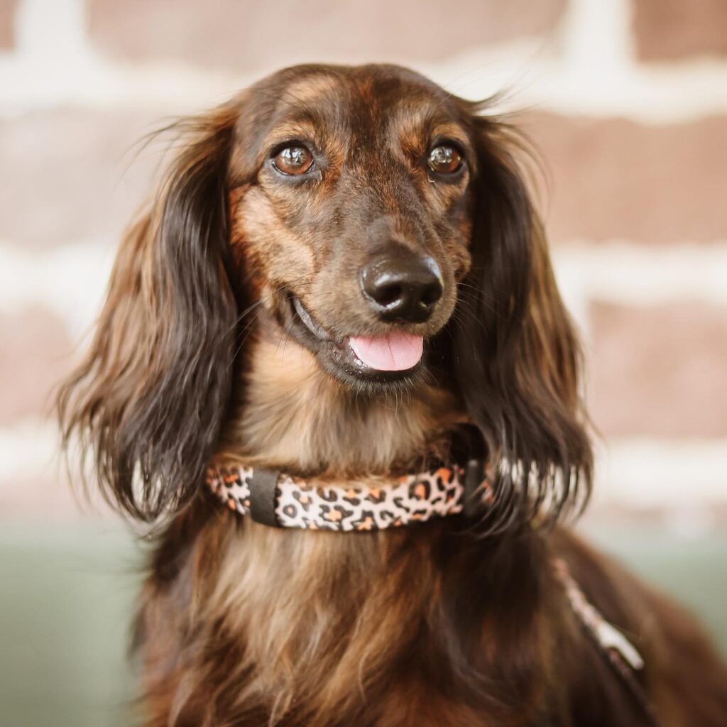 Long haired best sale dachshund size