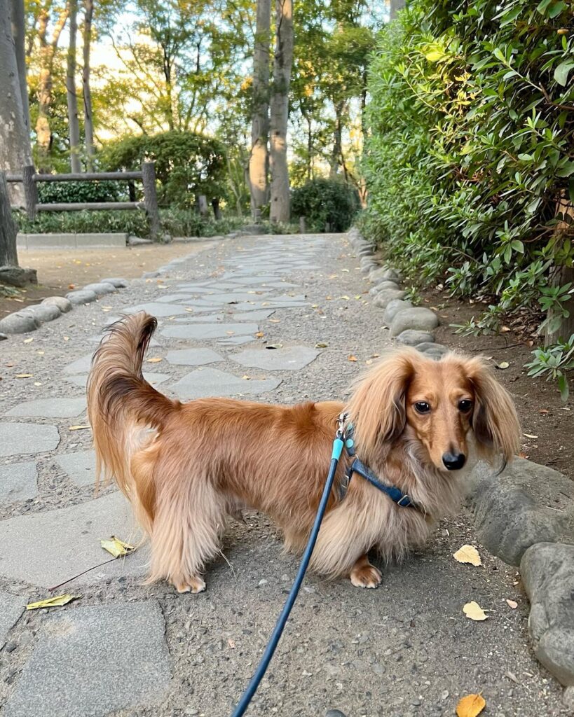 Taco the Long-Haired Dachshund