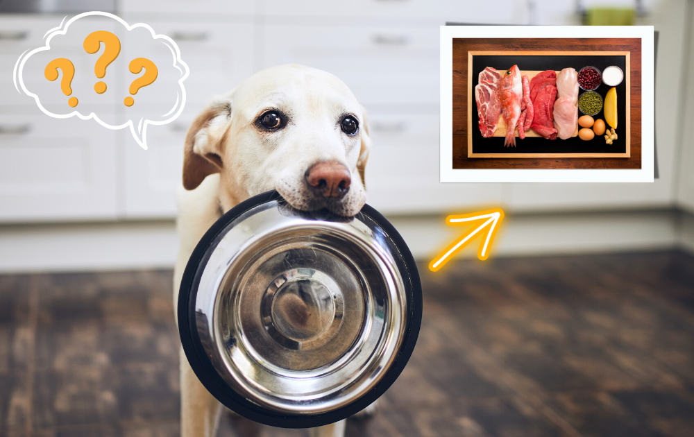 what food is good for your dog?