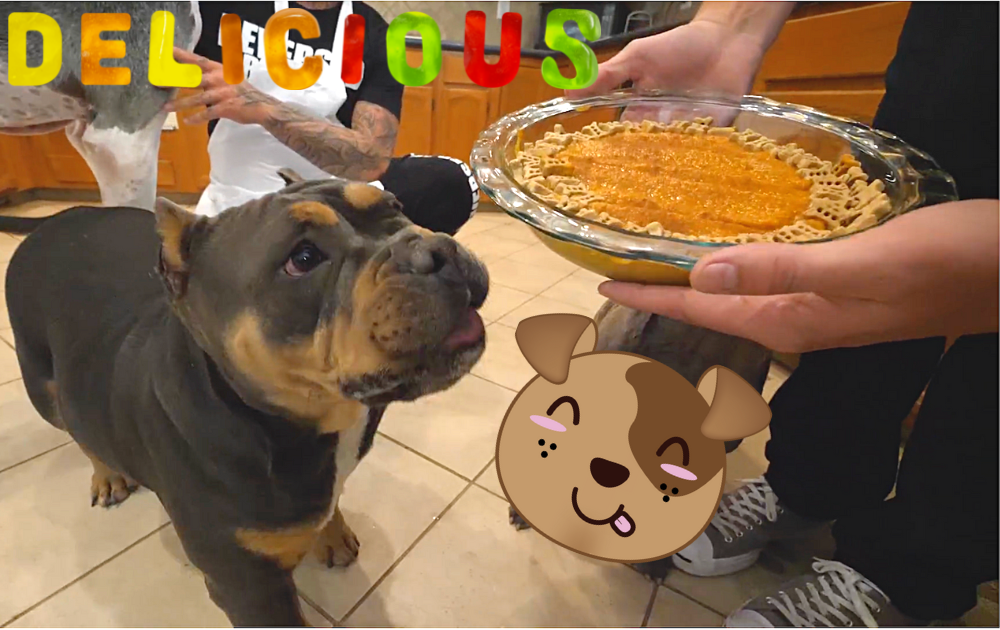 barksgiving-pumpkin-pie-for-dogs-recipe-rocky-kanaka