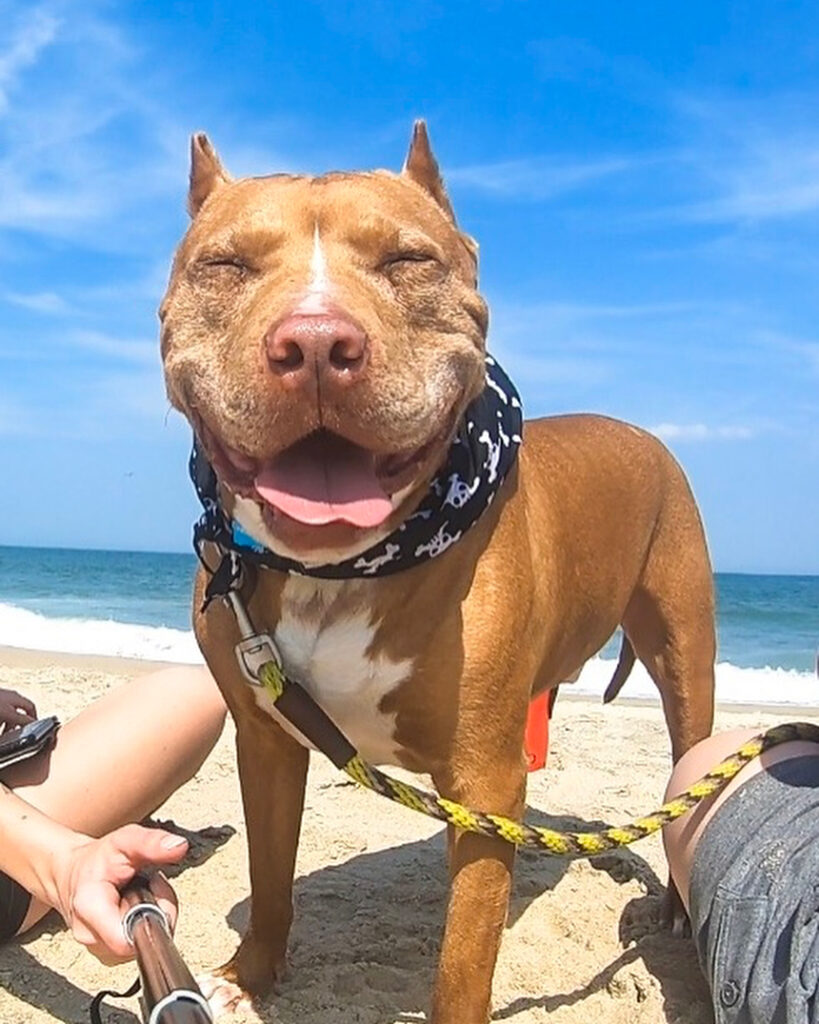 Pittie chained up for 7 years can't stop Wooing