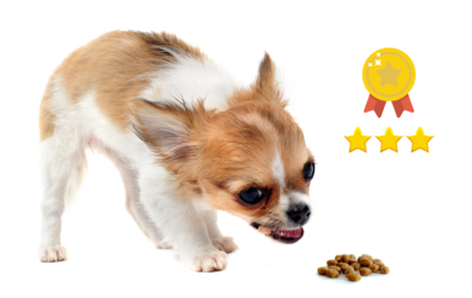 6 Healthy Dog Foods Even the Pickiest Chihuahuas Will Love