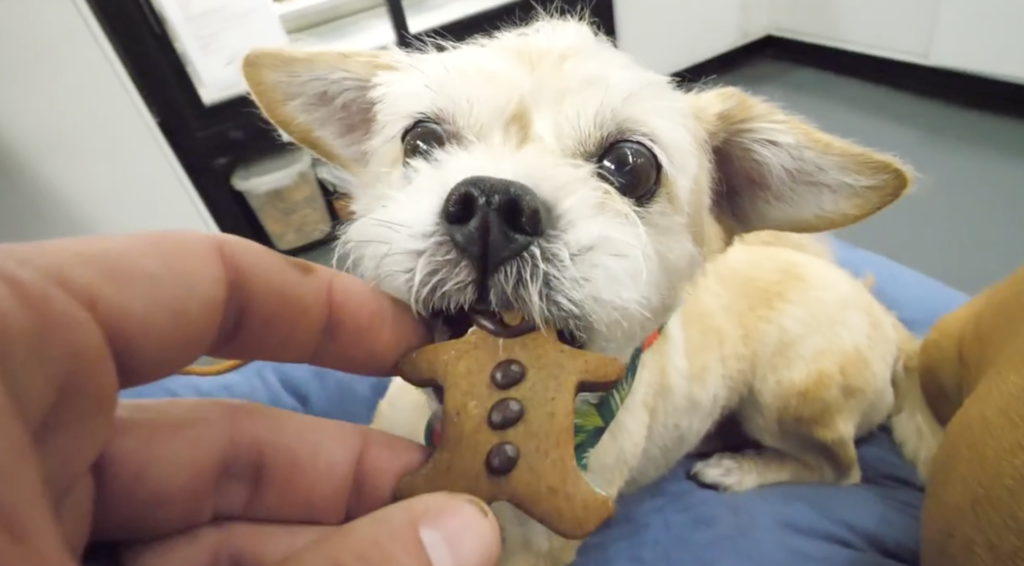 Zoei tries a cookie