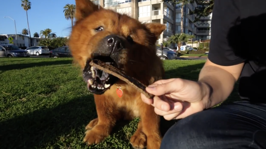 Homeless Senior Dog Tries a Cookie for the First Time! 