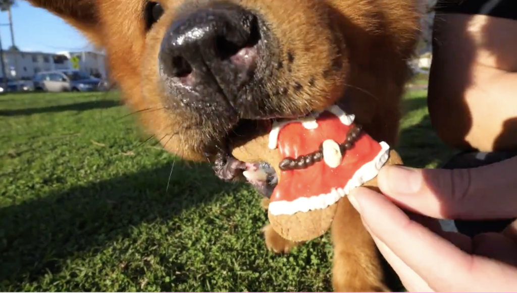 Homeless Senior Dog Tries a Cookie for the First Time! 