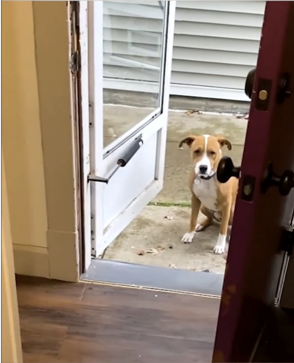 Homeless dog scared to live inside