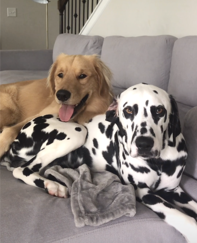 bonded dogs