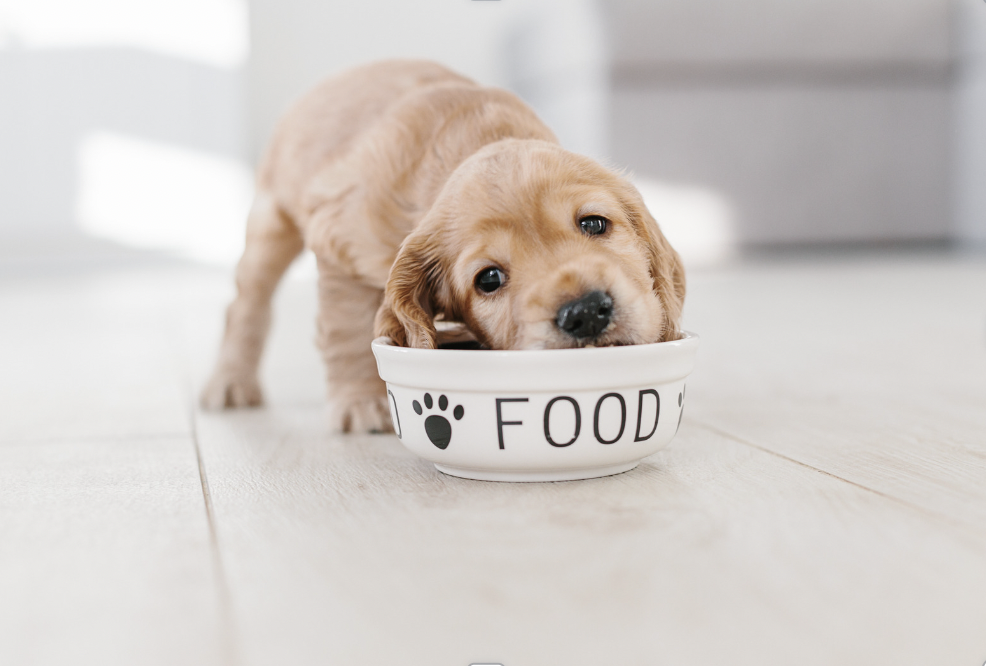 Best dog food for weight gain
