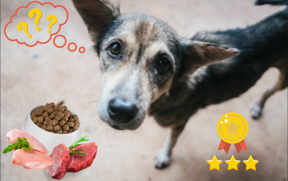 Best Dog Foods for Dogs Who Need To Gain Weight Rocky Kanaka