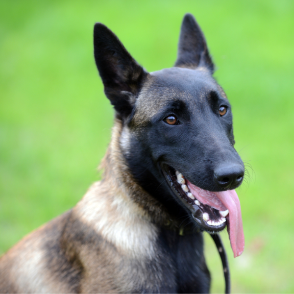 The top honors go to the Belgian Malinois, with 35 points out of 39.