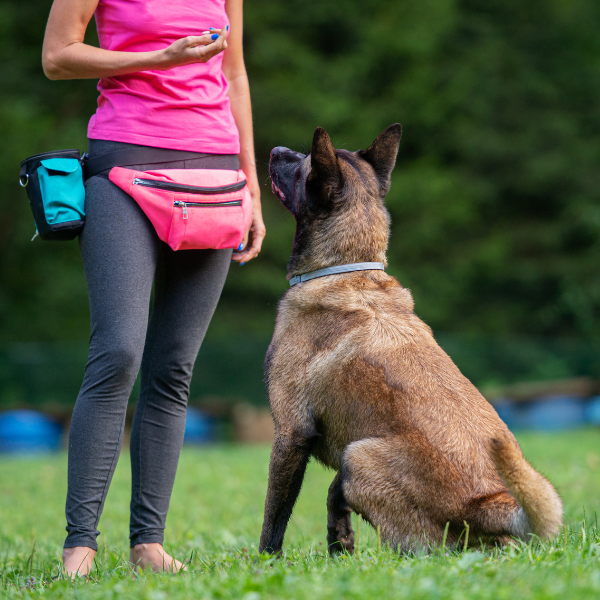 The Belgian Malinois stood out as one of the most trainable breeds