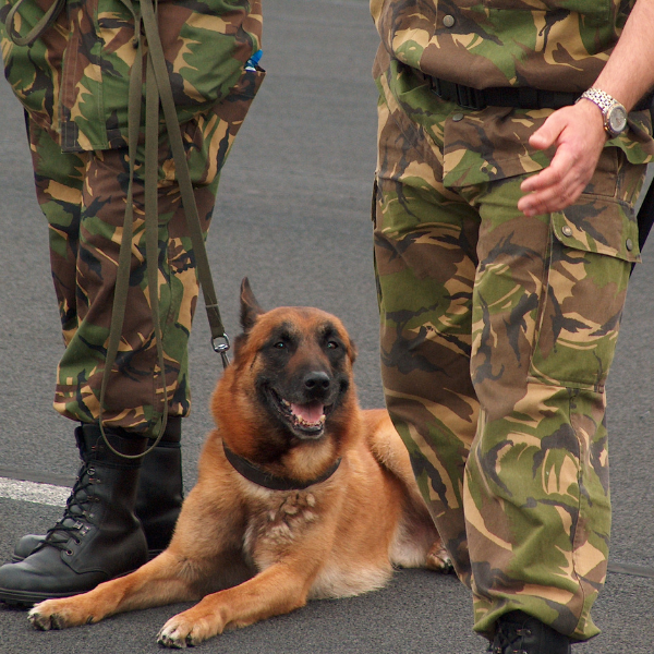 Belgian Malinois are often used as police or guard dogs