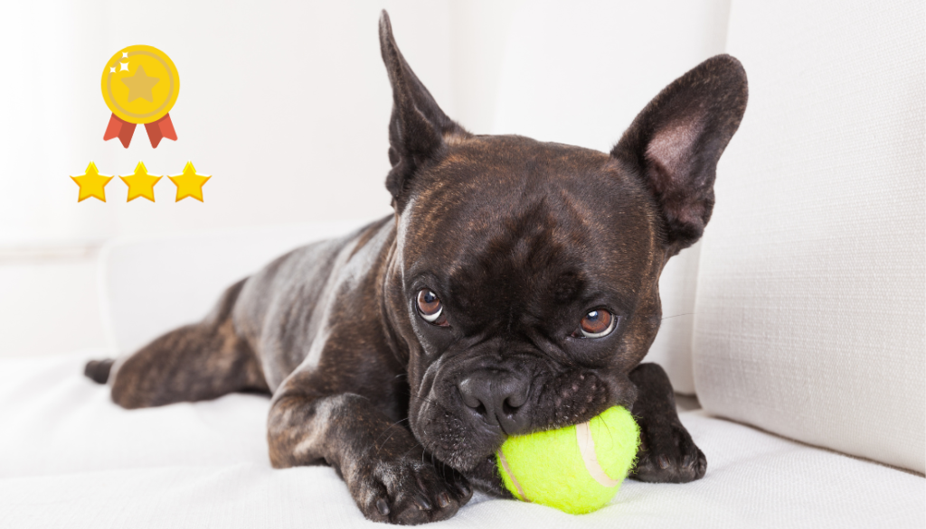 The 8 Best French Bulldog Toys To Keep Your Pup Excited and Occupied