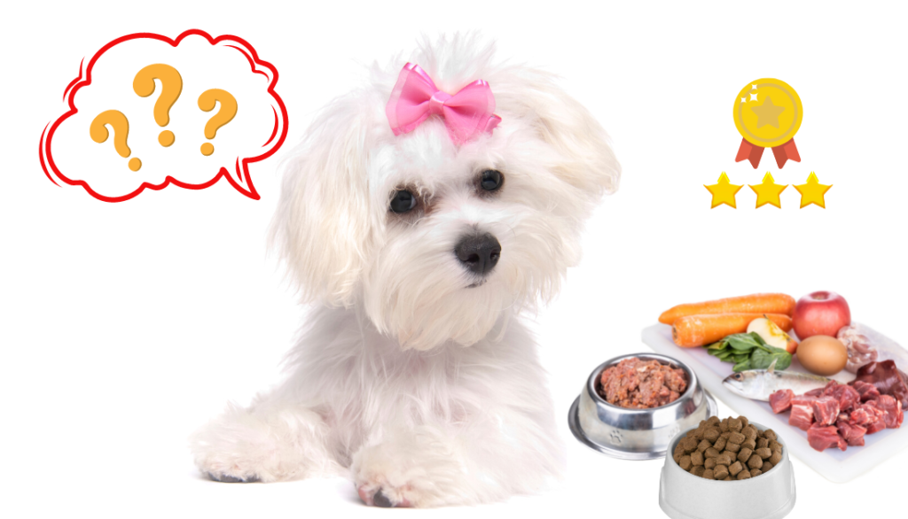 Top 3 Dog Foods for Maltese According to An Expert