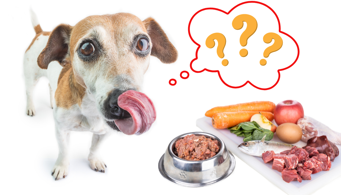 Best raw dog outlet food recipes