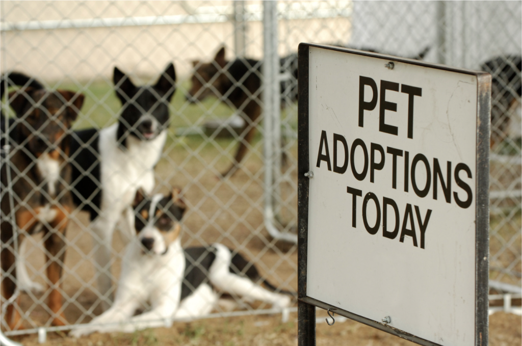 Dog adoption