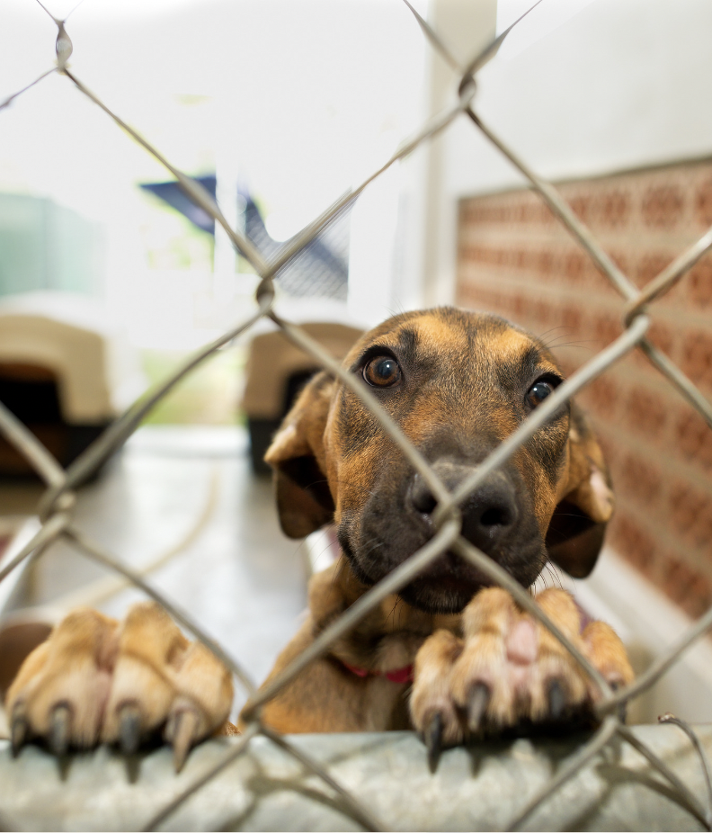 dog in a shelter