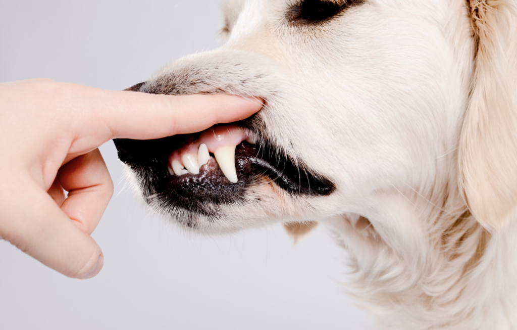 facts about dogs - dental issues