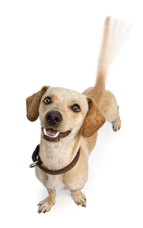 facts about dogs - tail wagging