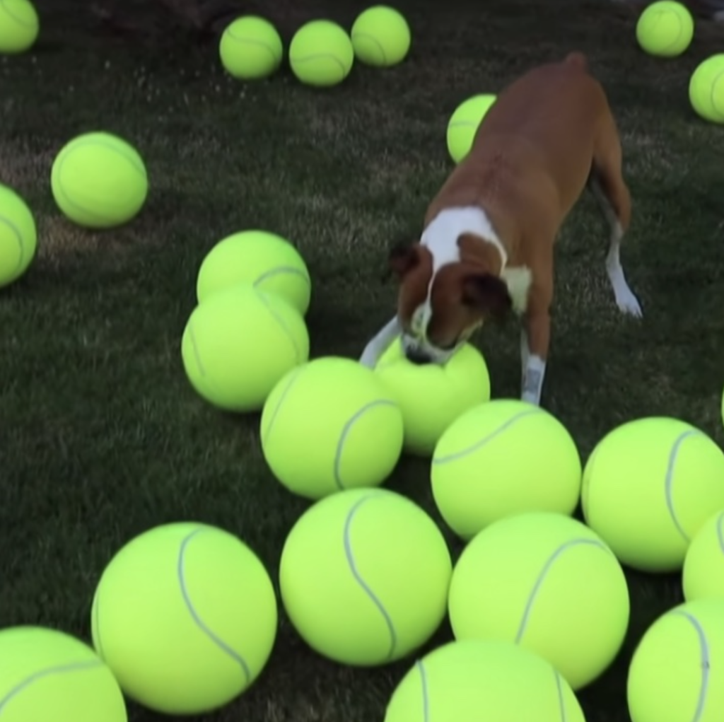 Man fills yard with 100 giant balls to celebrate his Boxer''s cancer-free victory