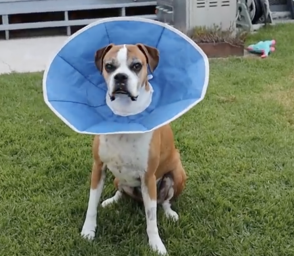 Man fills yard with 100 giant balls to celebrate his Boxer''s cancer-free victory