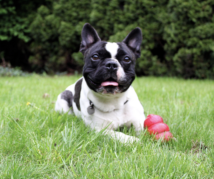 What Are The Best Toys For French Bulldogs?