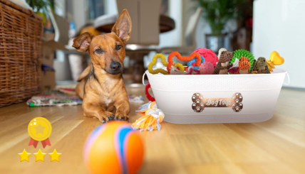 Top 10 Best Dog Toy Boxes to Organize Your Dog’s Toys