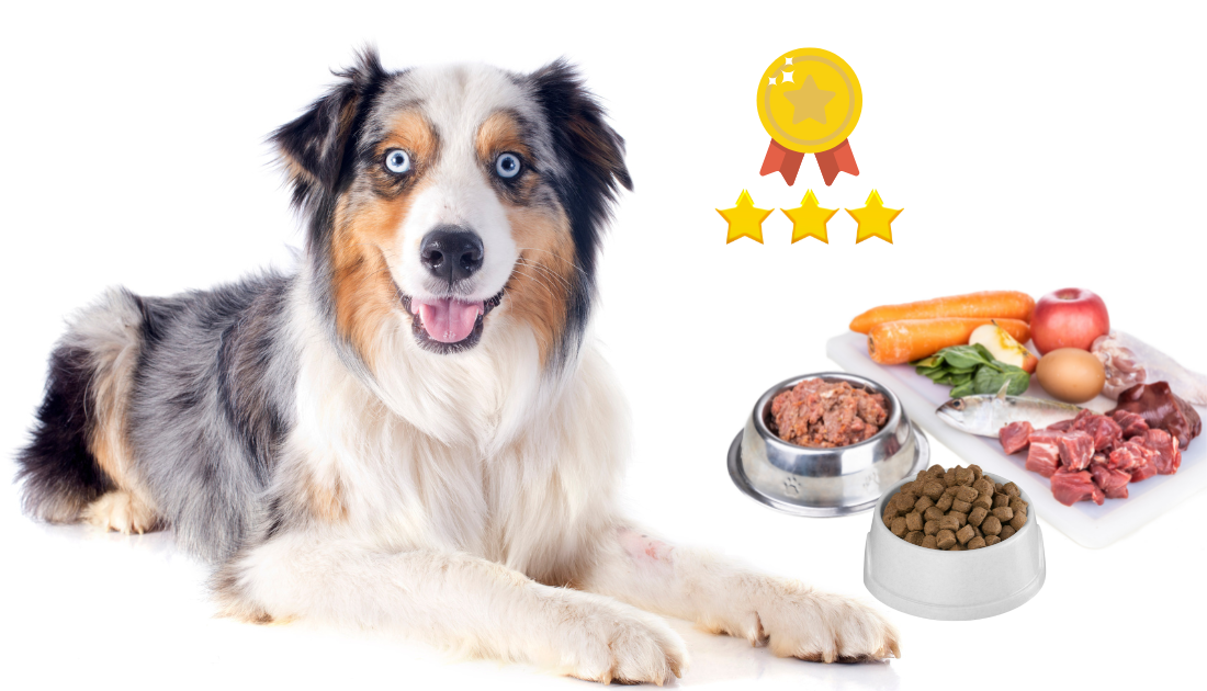 Best Dog Food for Australian Shepherds