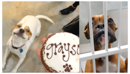 100 Shelter Dogs Devour Birthday Cake in Unbelievable Moment Caught on Camera