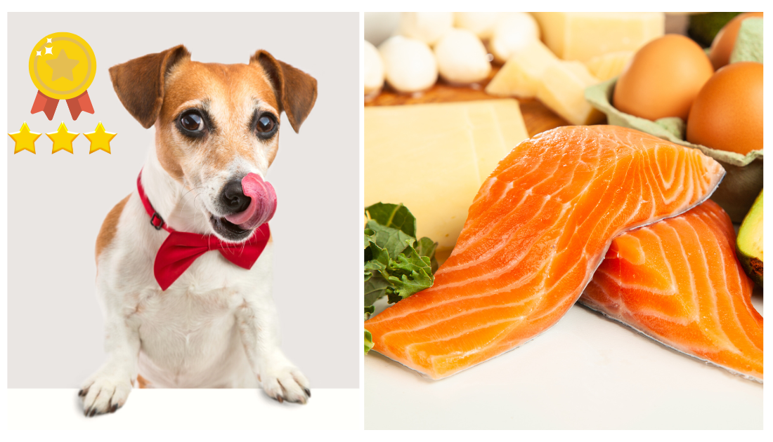 Cooked salmon for dogs best sale